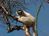 Lemurien Sifaka madagascar.jpg